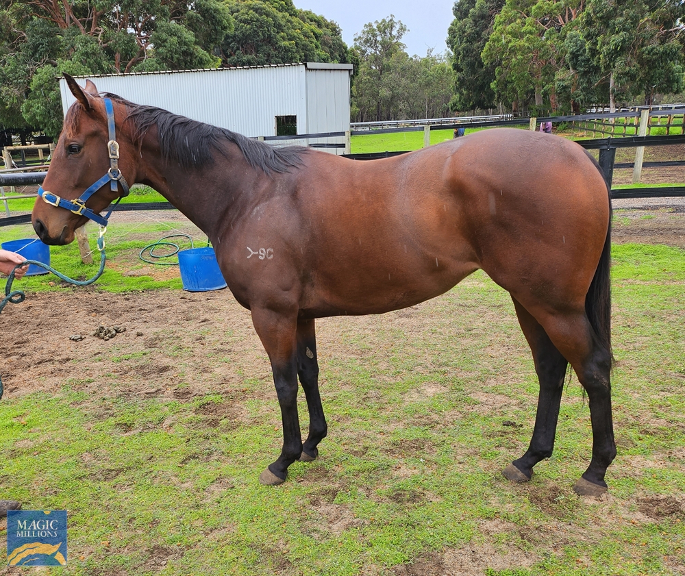 2023 Perth Winter Thoroughbred Sale Magic Millions Online Catalogue